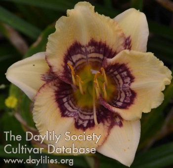 Daylily Ghost Witch